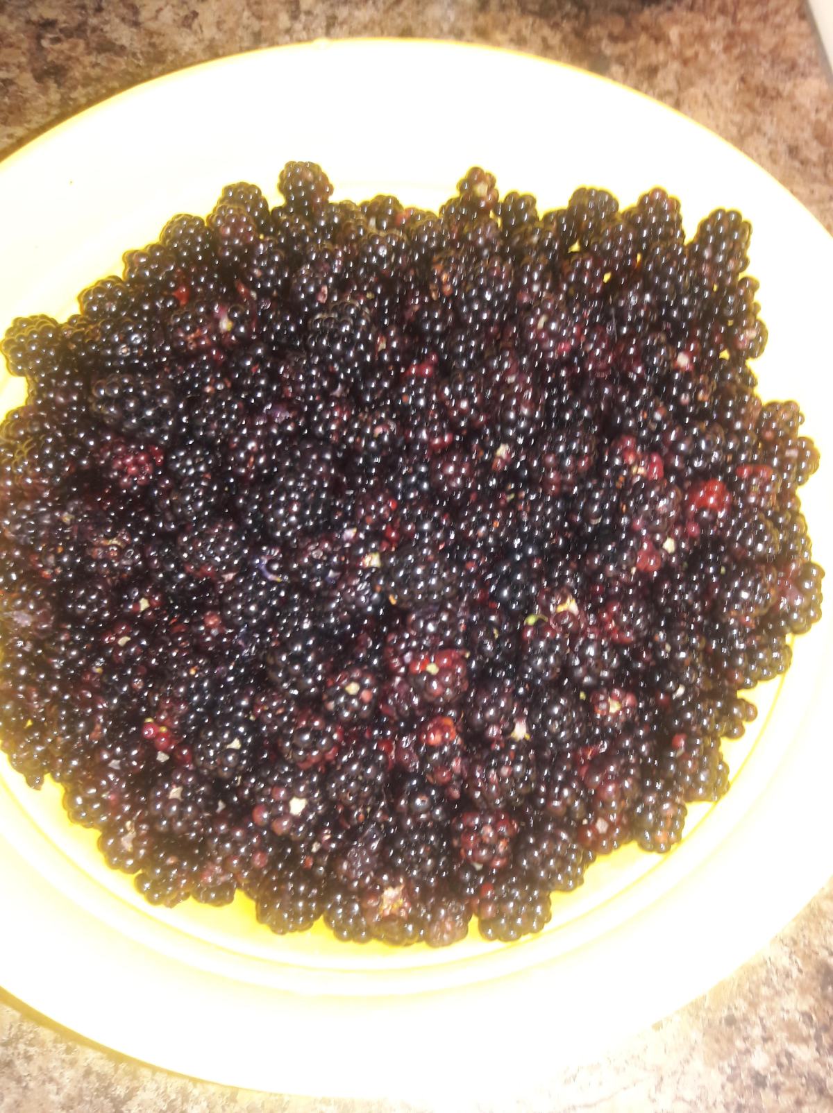 Picking blackberries